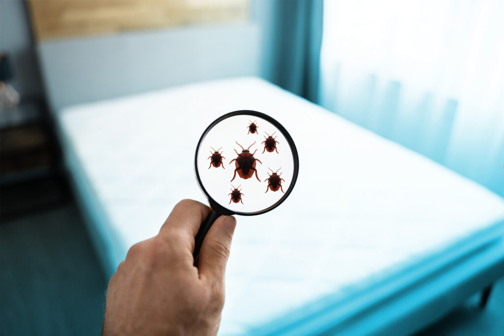 Bed verschonen huisstofmijt