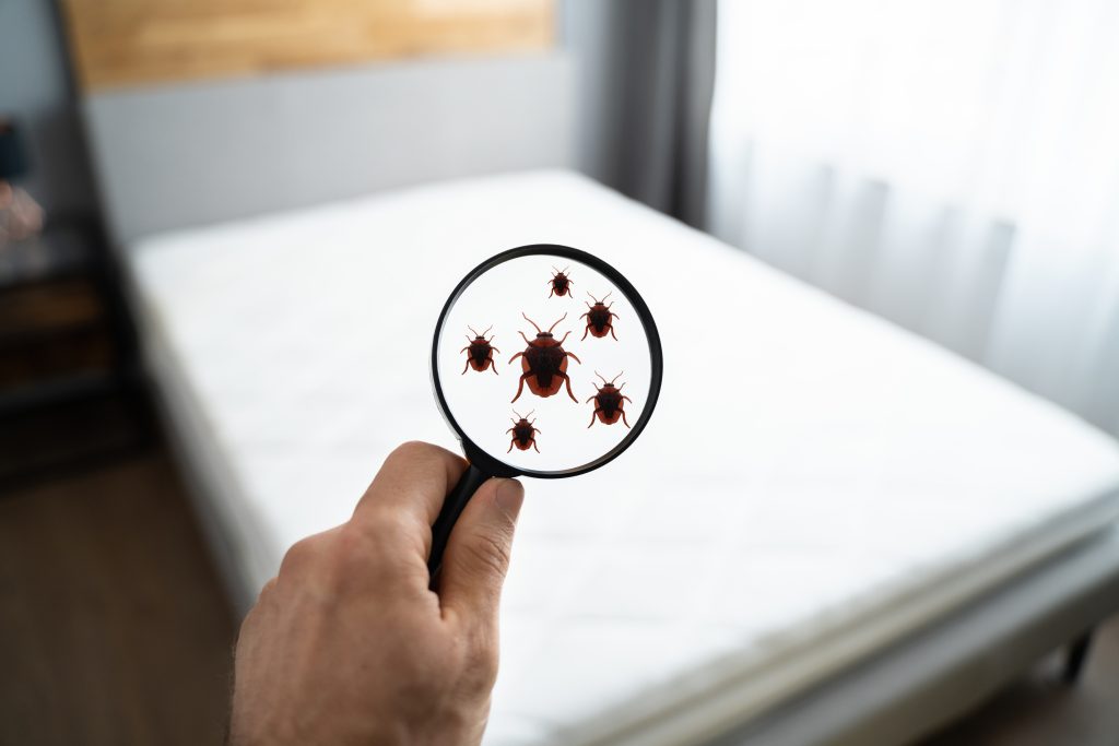 bed bugs in mattress