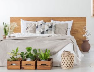 plants in the bedroom