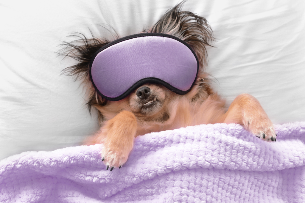 dog in bed with sleep mask