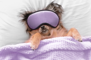 dog in bed with sleep mask